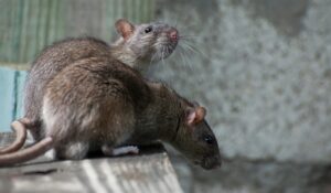 ¿Tienes ratas o ratones en casa? Estos consejos te ayudarán a evitar que entren y se reproduzcan