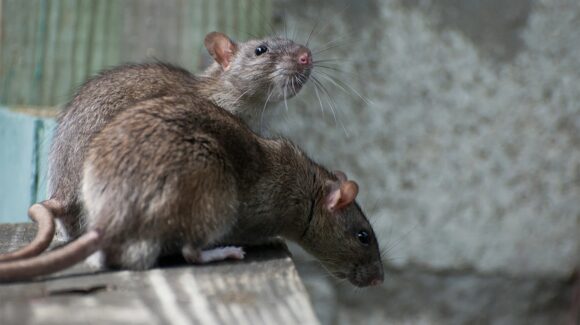 ¿Tienes ratas o ratones en casa? Estos consejos te ayudarán a evitar que entren y se reproduzcan