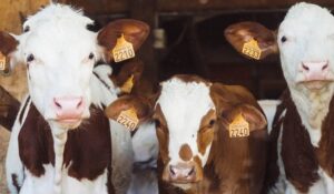 Francia detecta primer contagio humano de virus Shamonda, hasta ahora exclusivo de animales; el paciente falleció