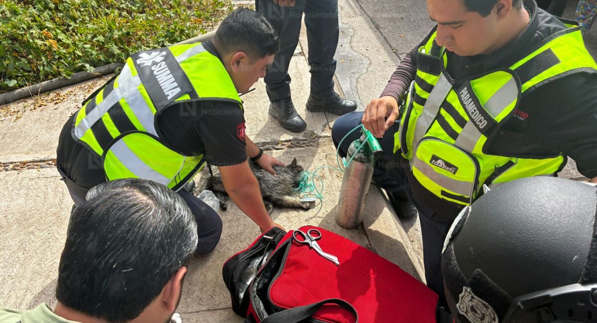 Tres gatitos resultan intoxicados tras incendio en una vivienda del sector Scally de la ciudad de Los Mochis, Sinaloa