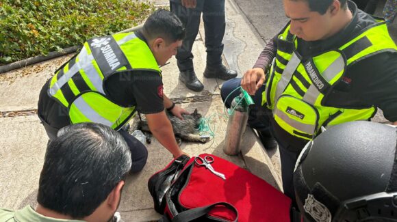 Tres gatitos resultan intoxicados tras incendio en una vivienda del sector Scally de la ciudad de Los Mochis, Sinaloa