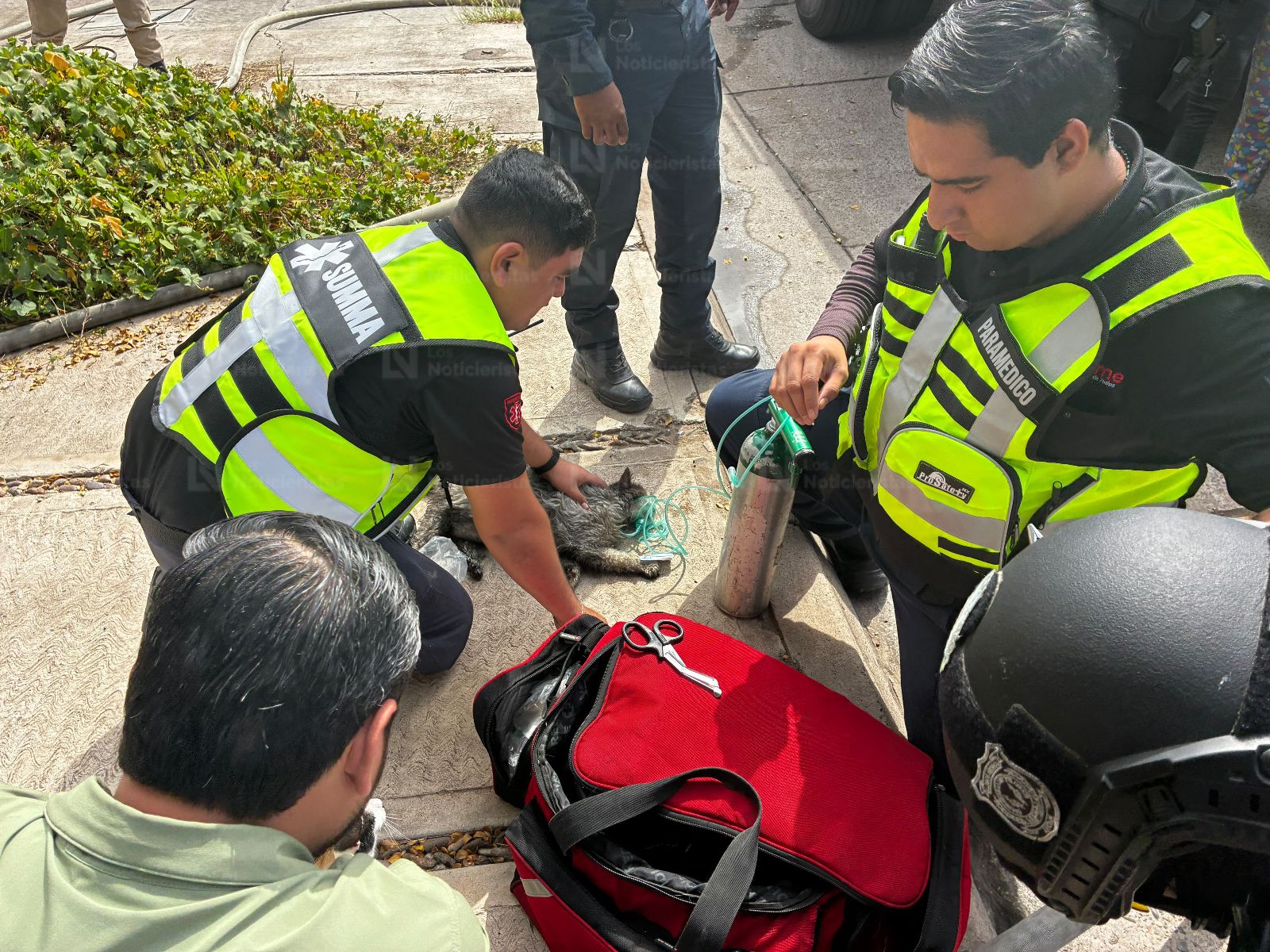 Rescatan a gatitos tras incendio en Los Mochis