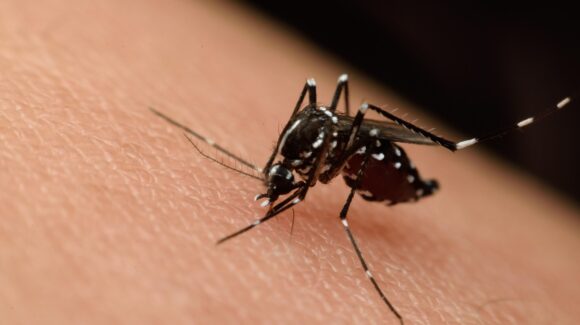 Virus del Nilo Occidental suma casos y fallecimientos en Europa y Estados Unidos; ¿Qué es y cómo se contagia?