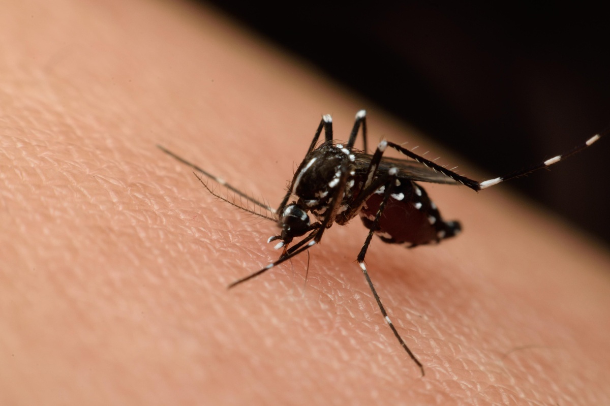 Virus del Nilo Occidental, síntomas y formas de contagio