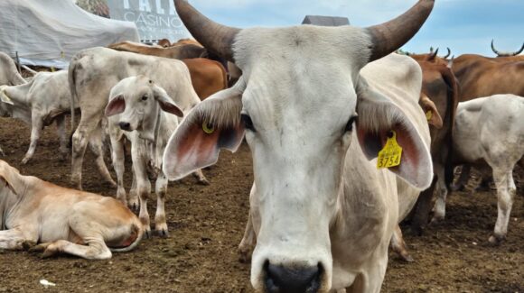 Técnico de aretes que decide su labor de cuidado en el areteo del ganado será sancionado, advierte UGRS