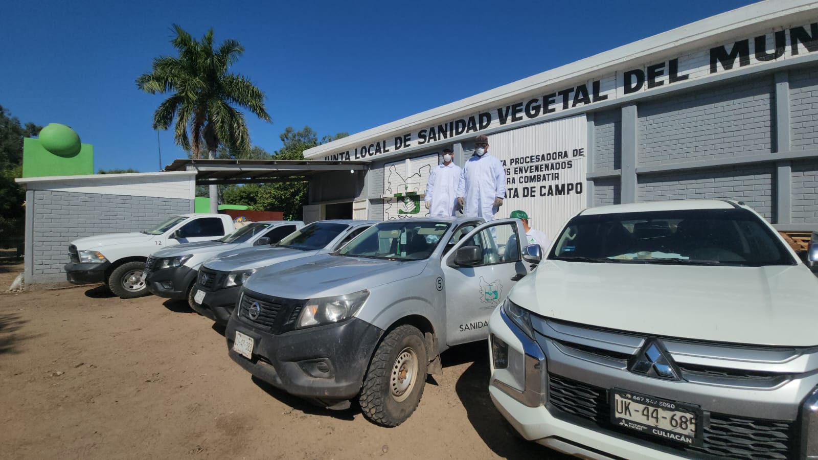 Arranca campaña contra la rata de campo en Guasave