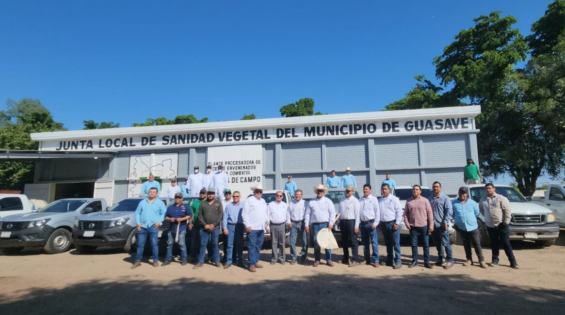Arranca campaña contra la rata de campo en Guasave; invertirán 5 millones de pesos