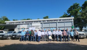 Arranca campaña contra la rata de campo en Guasave; invertirán 5 millones de pesos