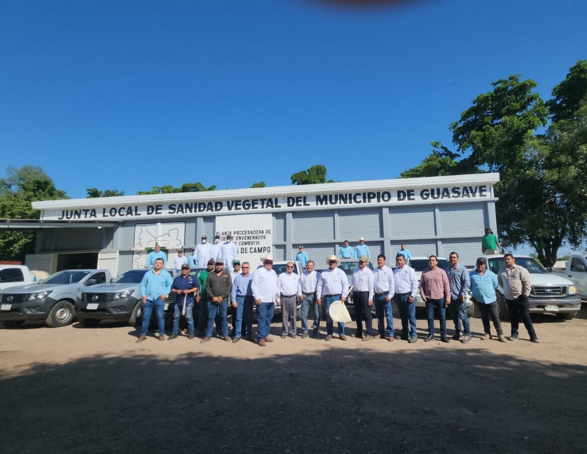Arranca campaña contra la rata de campo en Guasave
