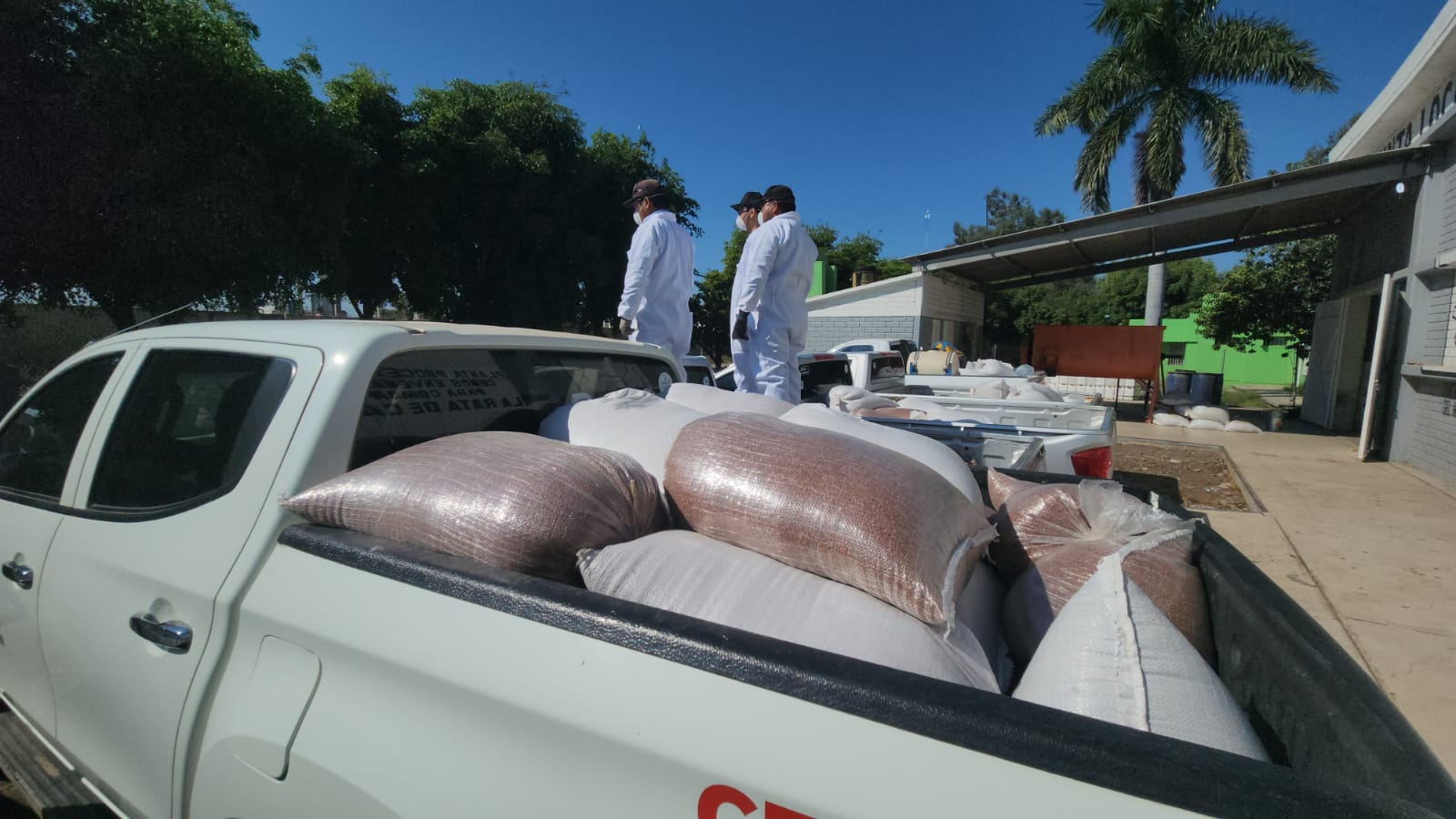 Arranca campaña contra la rata de campo en Guasave