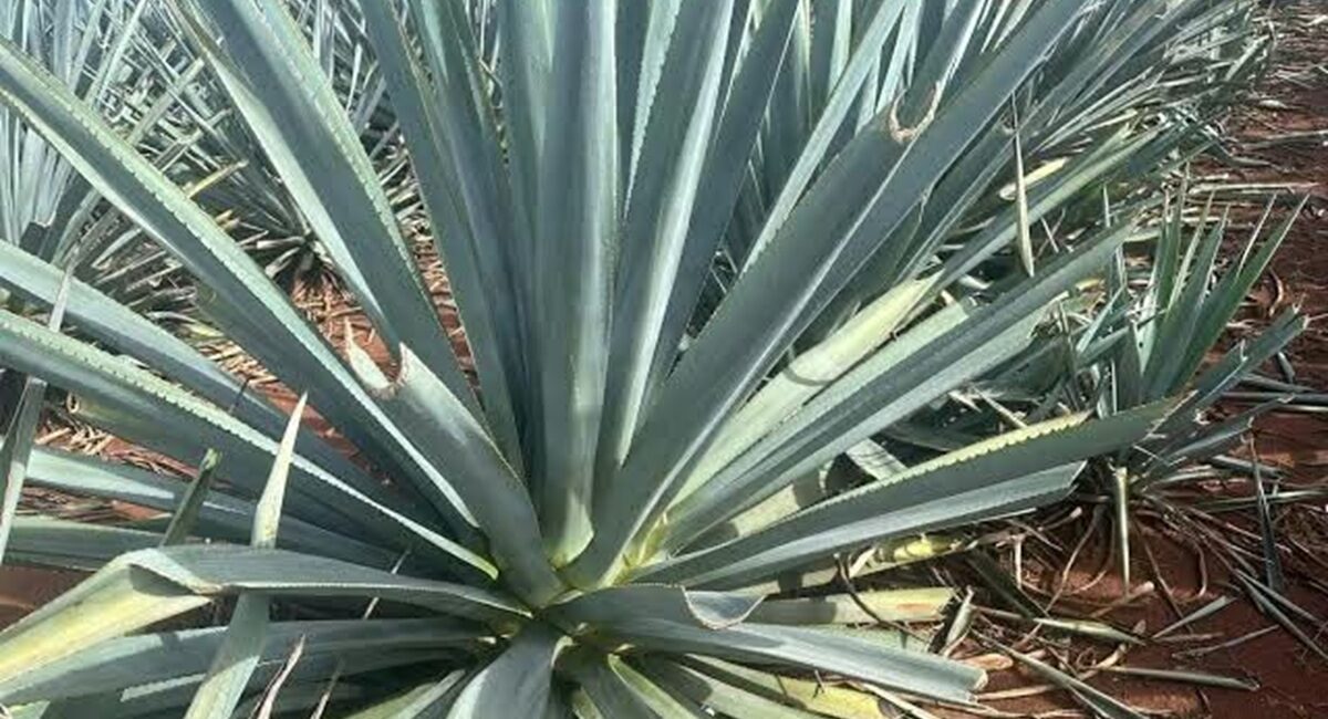 Buscan impulsar a ganaderos de Mazatlán a la siembra de agave, ante interés comercial con Eurasia
