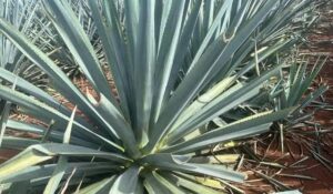 Buscan impulsar a ganaderos de Mazatlán a la siembra de agave, ante interés comercial con Eurasia