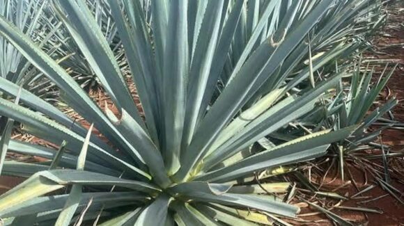Buscan impulsar a ganaderos de Mazatlán a la siembra de agave, ante interés comercial con Eurasia