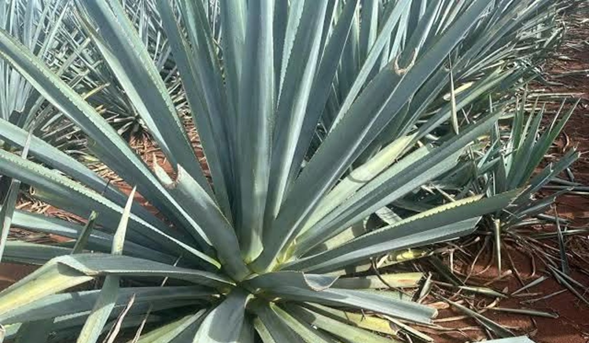 Agave