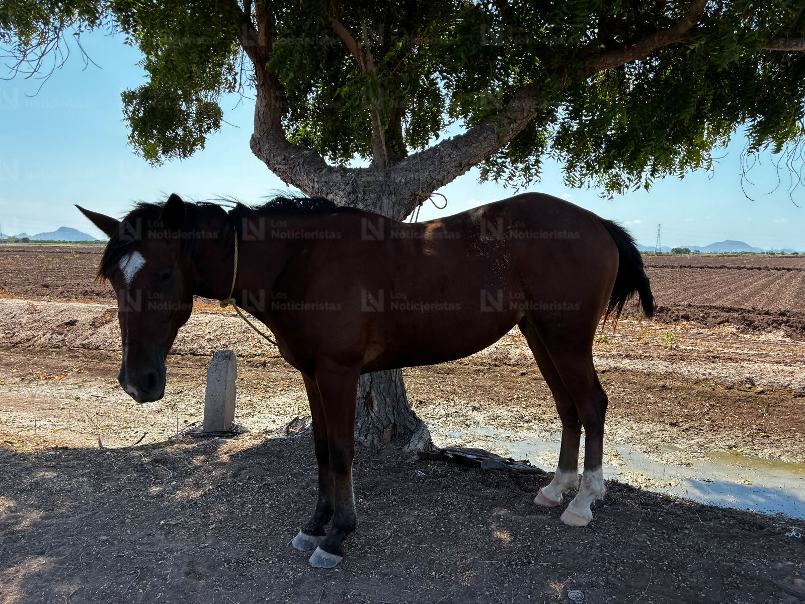 Hombre pierde la vida tras caer de un caballo en Ohuira, Ahome