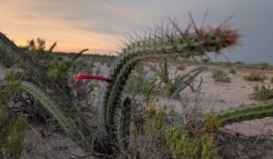 Siembra Pacifico Mexinol 220 cactáceas regionales en Ahome, Sinaloa