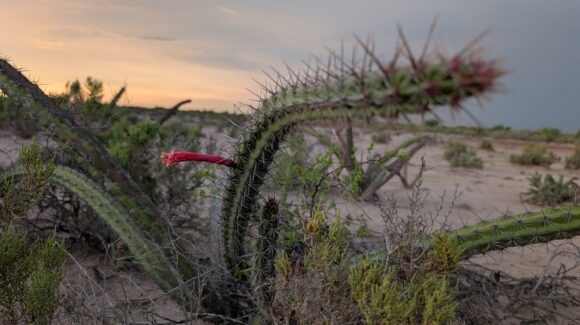 Siembra Pacifico Mexinol 220 cactáceas regionales en Ahome, Sinaloa
