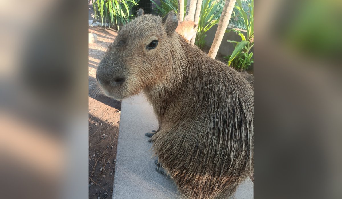 Capibara