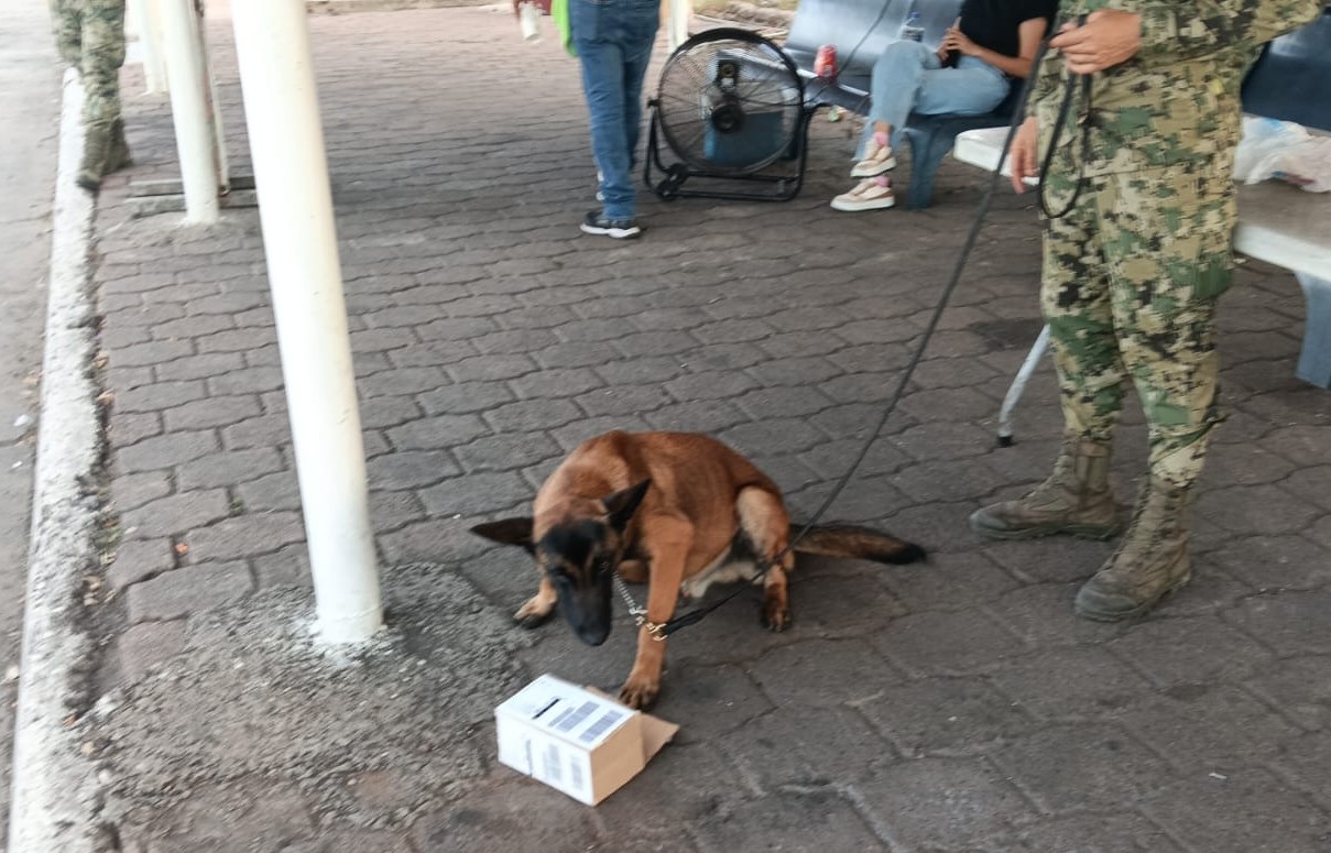 marihuana detectados en paquetes en Mazatlán