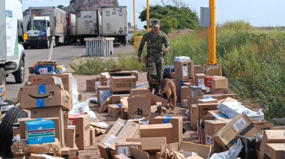 Detectan 1.7 toneladas de camarón irregular y vapeadores con cannabinoides en operativos en Mazatlán y Rosario, Sinaloa