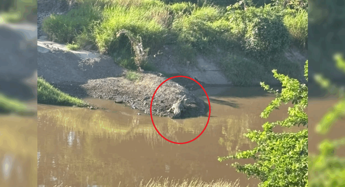 VIDEO | Captan cocodrilo en el Canal Recursos Hidráulicos, en Culiacán, Sinaloa