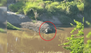 VIDEO | Captan cocodrilo en el Canal Recursos Hidráulicos, en Culiacán, Sinaloa