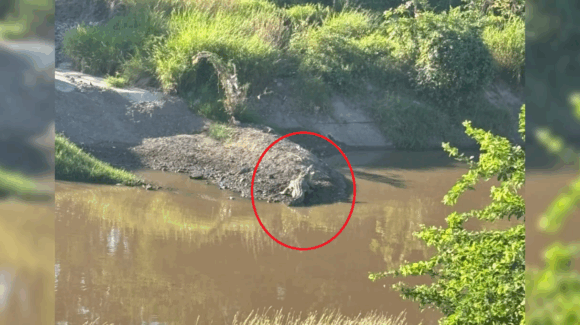 VIDEO | Captan cocodrilo en el Canal Recursos Hidráulicos, en Culiacán, Sinaloa