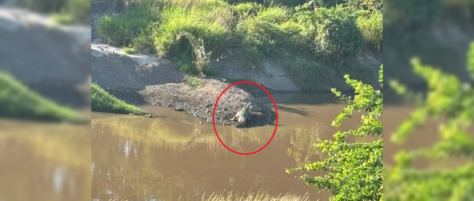 Cocodrilo en el Canal Recursos Hidráulicos, en Culiacán