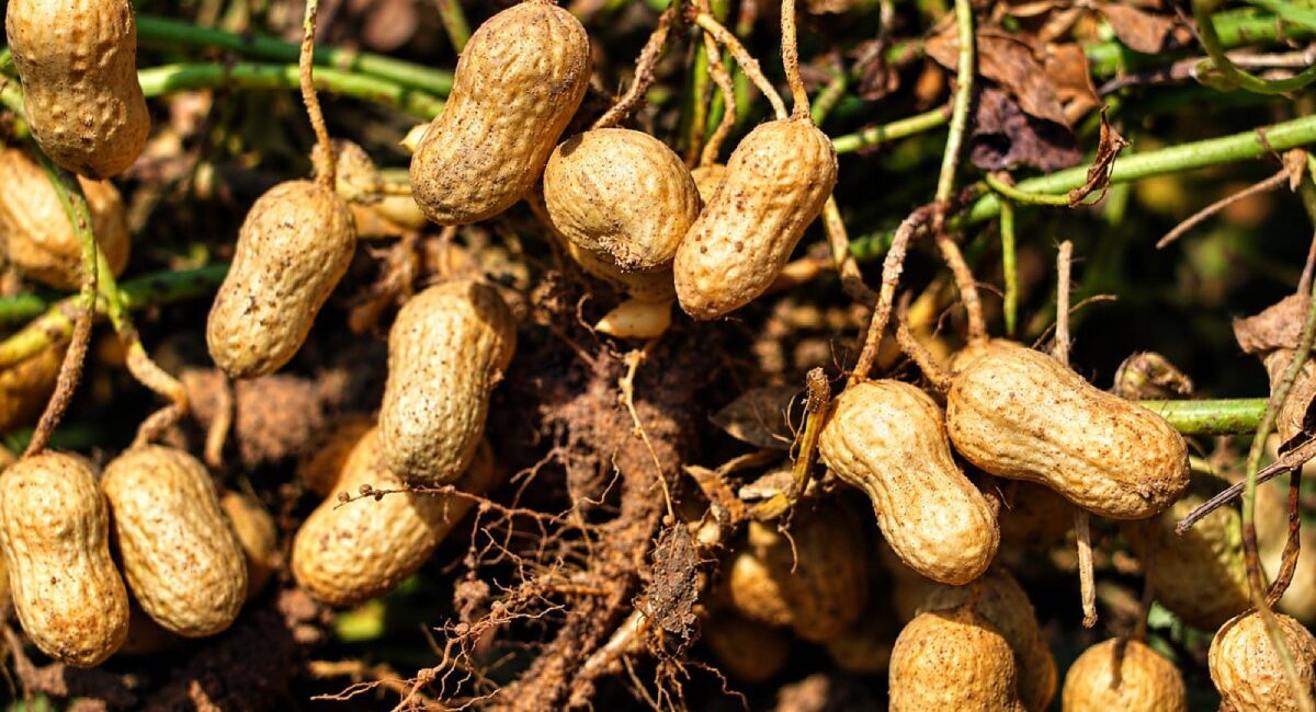 Inician cosechas de cacahuate en Mocorito; estiman producción de 10 mil toneladas