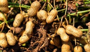Inician cosechas de cacahuate en Mocorito; estiman producción de 10 mil toneladas
