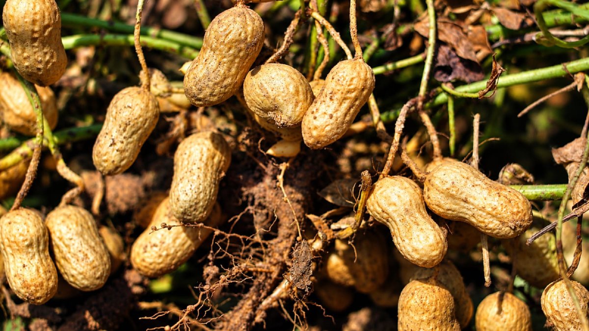 cosecha de cacahuate