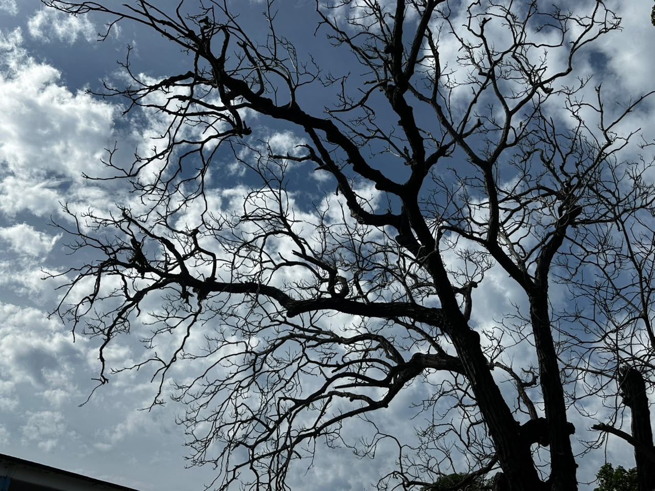 Denuncian riesgo por árbol apolillado en jardín de niños en Mazatlán