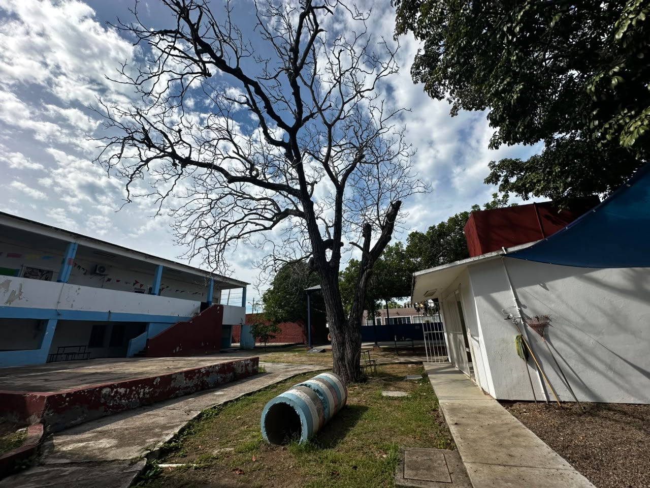 Denuncian riesgo por árbol apolillado en jardín de niños en Mazatlán