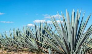 ‘Fueron años de lucha’; celebra Juan José Arellano Denominación de Origen Mezcal para Mazatlán y Sinaloa
