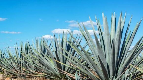 ‘Fueron años de lucha’; celebra Juan José Arellano Denominación de Origen Mezcal para Mazatlán y Sinaloa