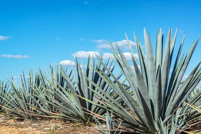Mezcal