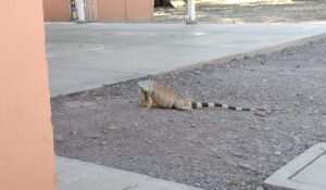 Padres de familia piden ayuda por plaga de iguanas que pone en riesgo a niños de un preescolar en Angostura, Sinaloa