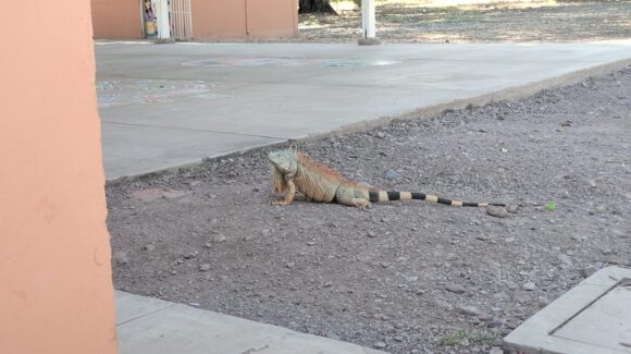 Padres de familia piden ayuda por plaga de iguanas que pone en riesgo a niños de un preescolar en Angostura, Sinaloa