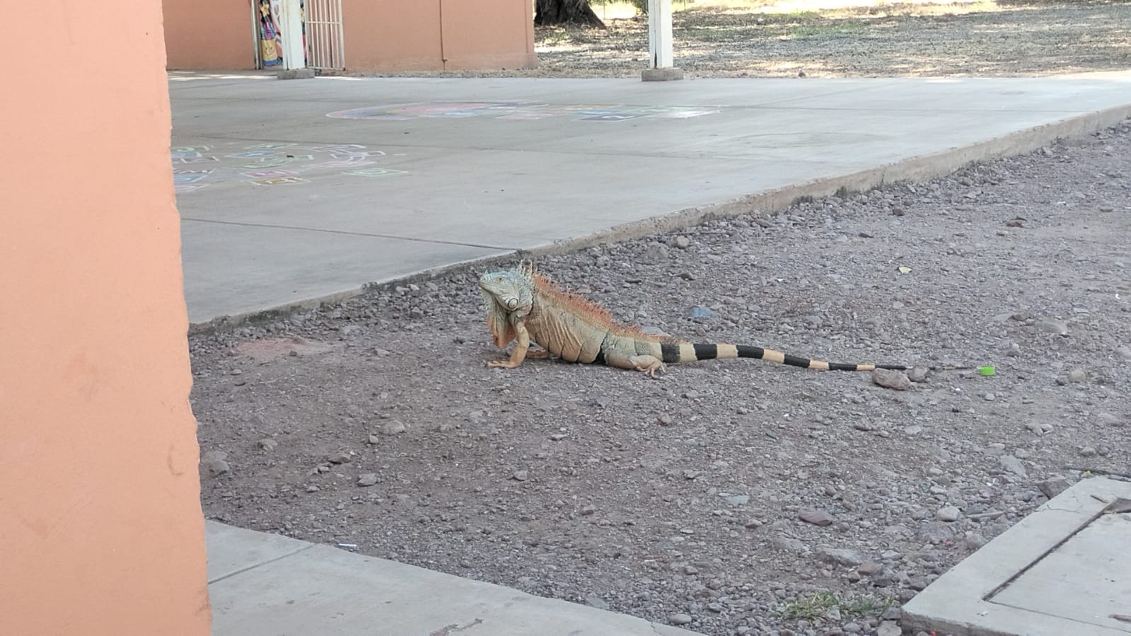 Iguanas en preescolar Nueva Creación de Angostura