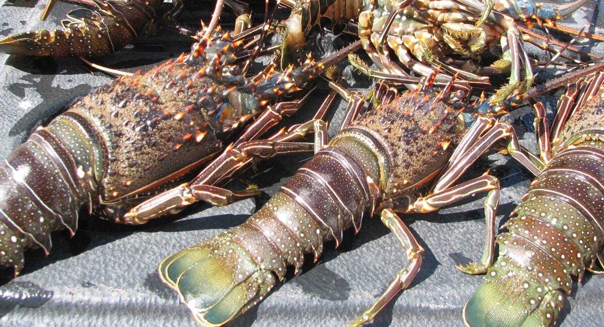Anuncia Conapesca nuevas fechas de pesca y vedas, ¿qué especies se podrán capturar en Sinaloa?