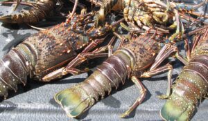 Anuncia Conapesca nuevas fechas de pesca y vedas, ¿qué especies se podrán capturar en Sinaloa?
