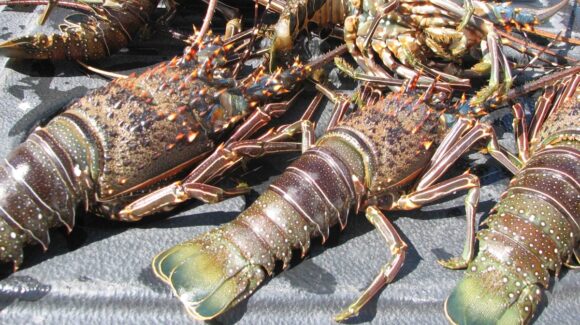 Anuncia Conapesca nuevas fechas de pesca y vedas, ¿qué especies se podrán capturar en Sinaloa?
