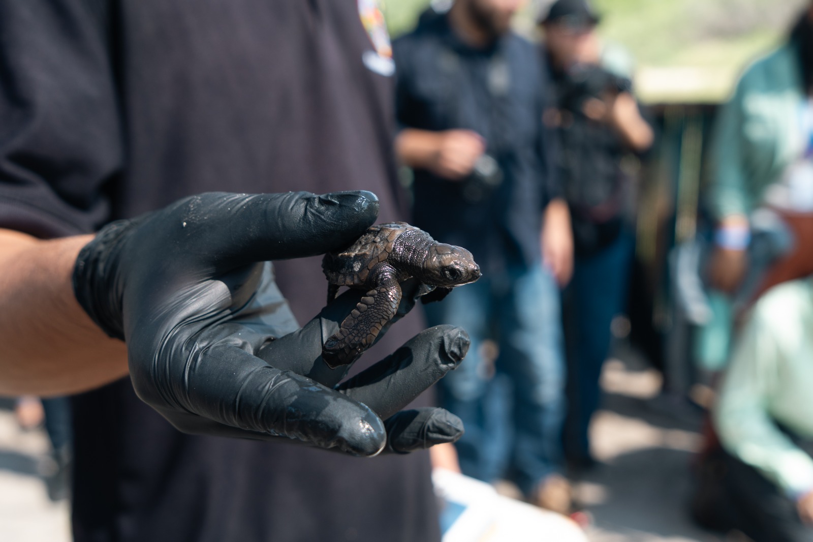 Liberación de tortugas marinas por Maja y Pronatura Noroeste en playa Ceuta, Elota