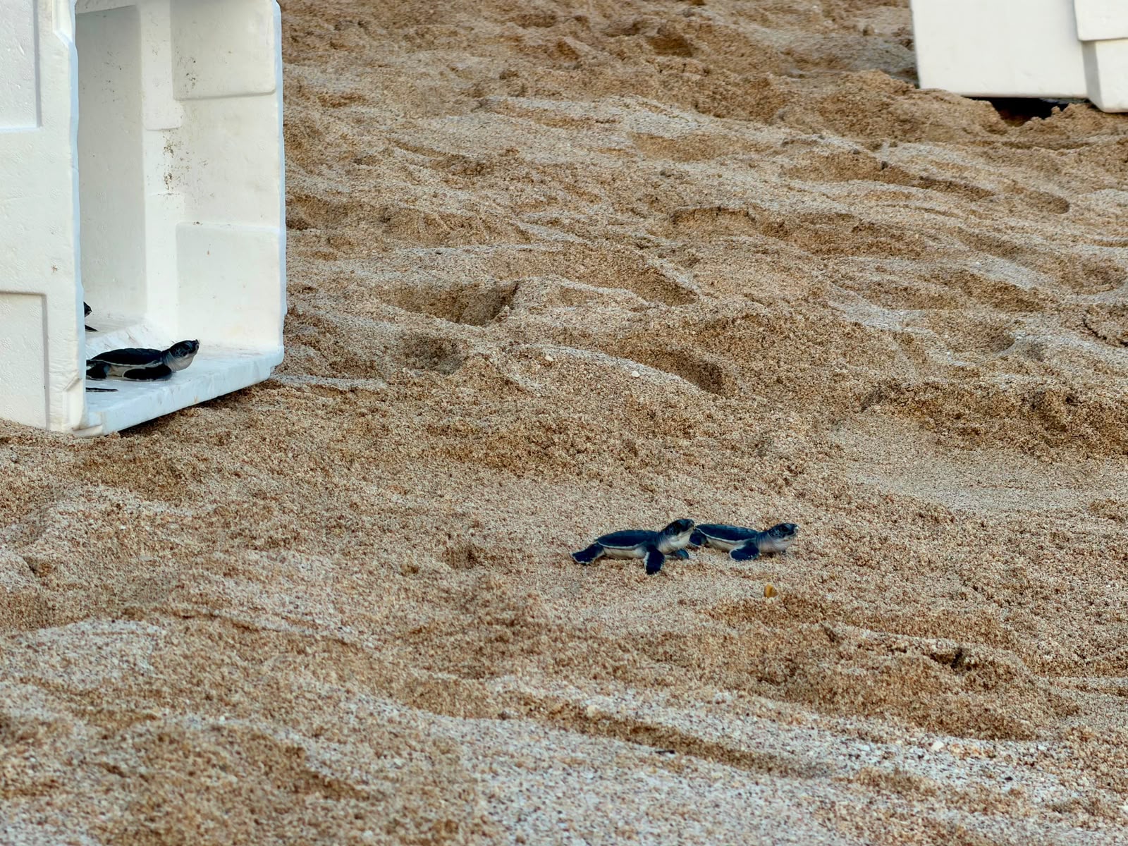 Liberan tortugas golfinas en Mazatlán