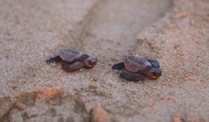 Invitan a la liberación de 250 crías de tortuga golfina este viernes en playas de Mazatlán, Sinaloa