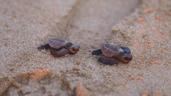 Invitan a la liberación de 250 crías de tortuga golfina este viernes en playas de Mazatlán, Sinaloa