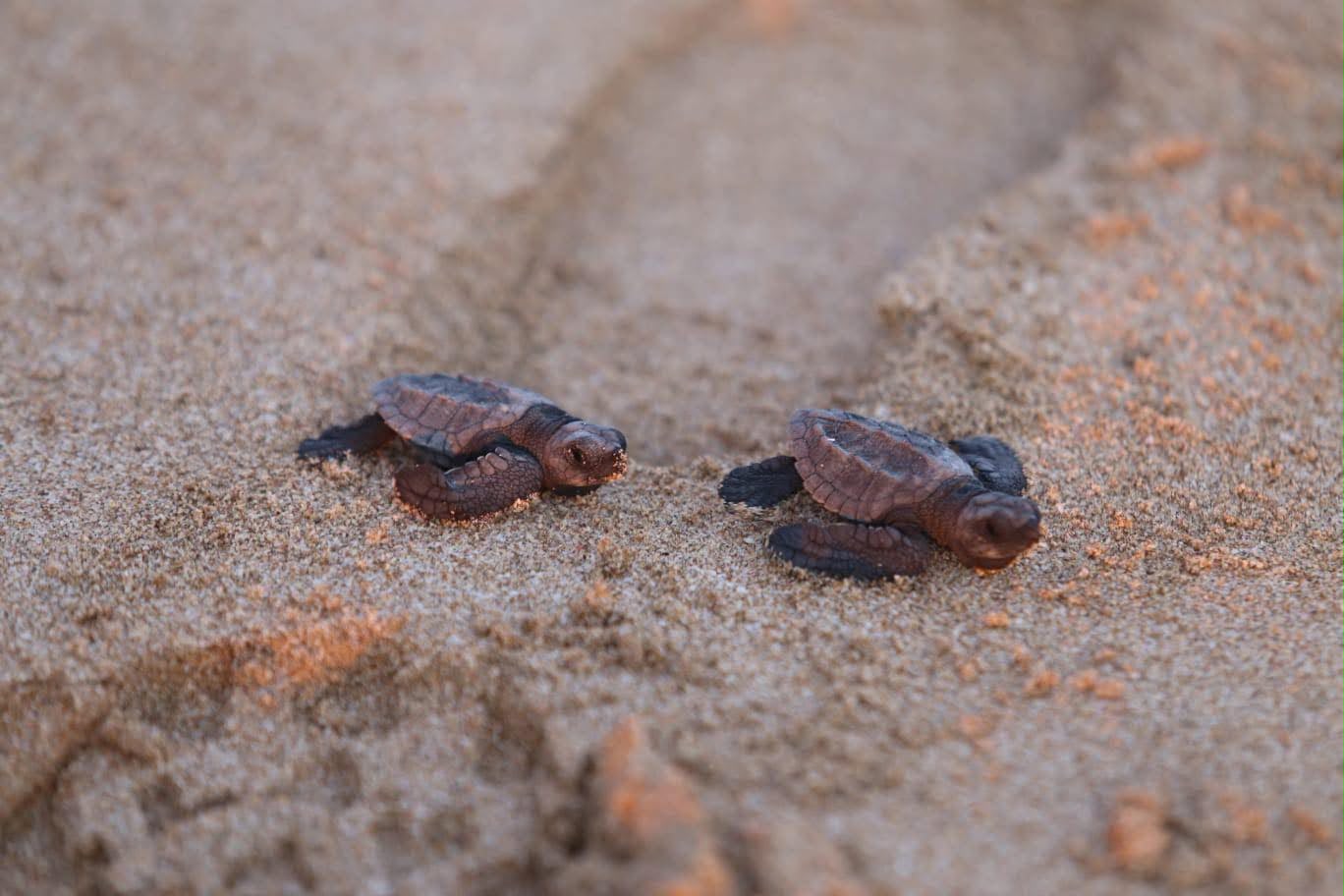 Liberan tortugas golfinas en Mazatlán