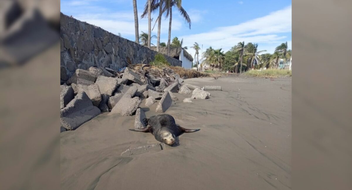 Localizan un lobo marino en Playa Las Glorias, Guasave, Sinaloa