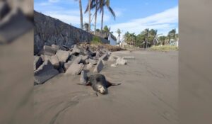 Localizan un lobo marino en Playa Las Glorias, Guasave, Sinaloa