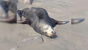 Lobo marino